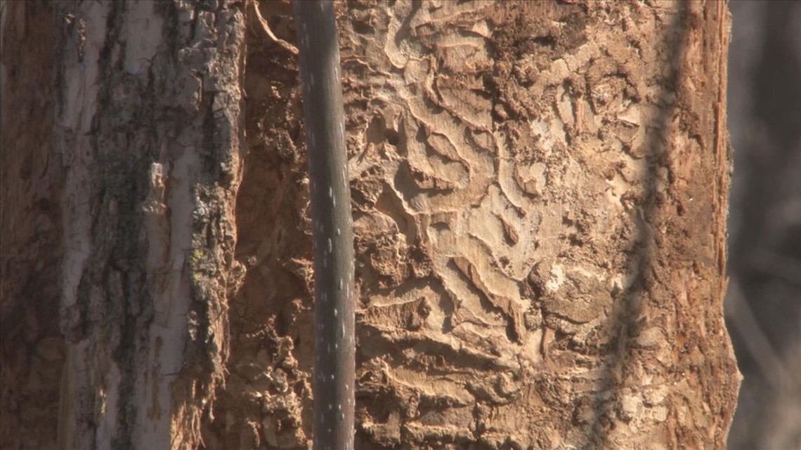 Emerald ash borer found in Morrison County for the first time - Vimarsana News
