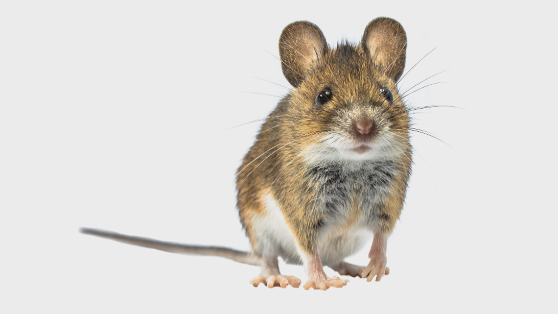 How to keep mice out of your home