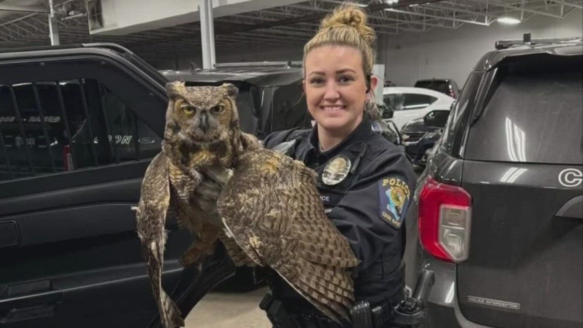 Deputy Chief Adam Jacobson says a driver called police overnight after spotting the owl in Planet Fitness parking lot.