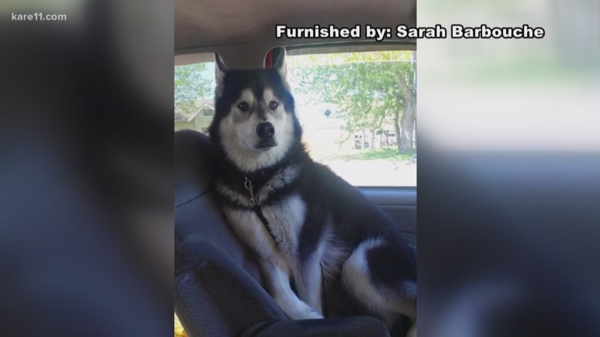 "Just come forth and apologize," said Sarah Barbouche. She and her family are suffering after a driver hit and killed their dog outside their Bloomington home. https://kare11.tv/2JXtcUe