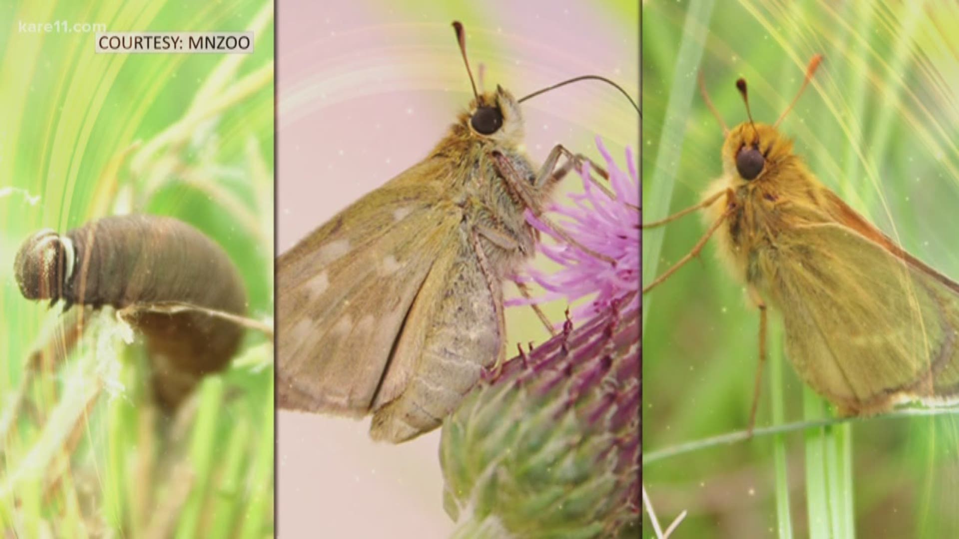 The Dakota Skipper butterfly is threatened in Minnesota. Sven Explains what's happening today at the Minnesota Zoo to help increase their numbers.