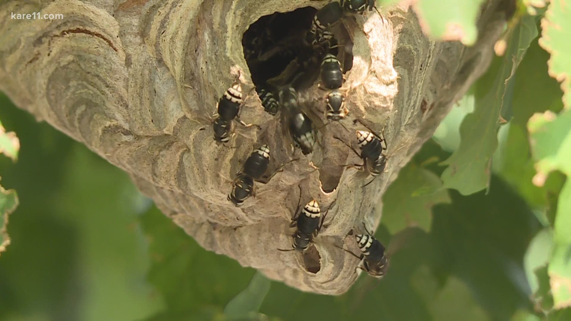 We're all about saving the bees lately, but what about wasps? They're good too!