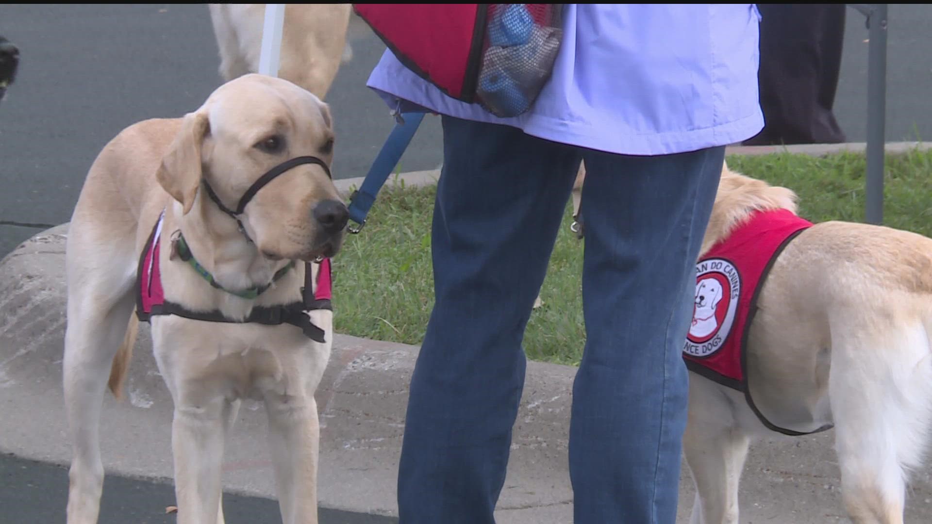 do service dogs have to walk