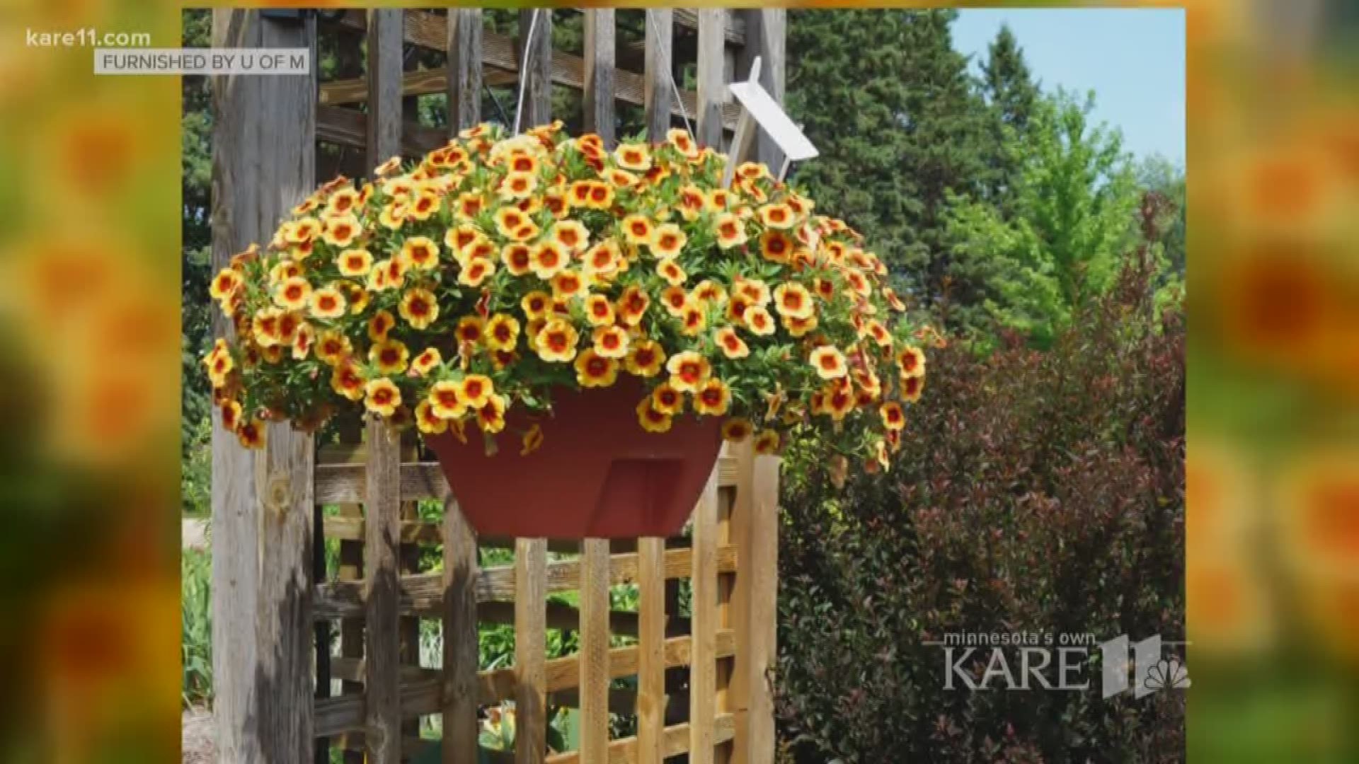 In this grow with KARE, the University of Minnesota tested which annuals are the best for you flower beds and yards.