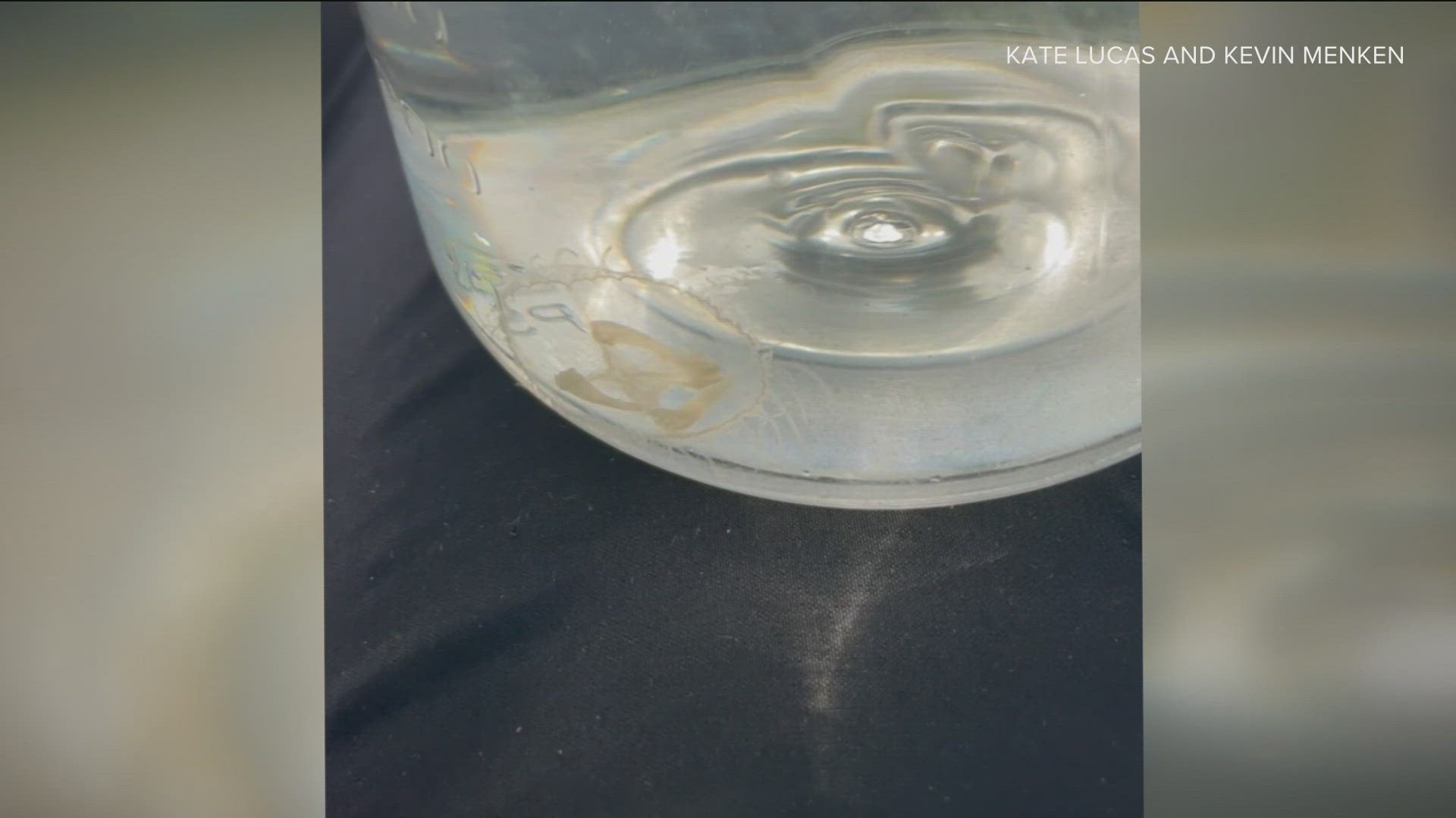 Minnesota DNR says there are only a handful of verified sightings of this rare species of freshwater jellyfish in Minnesota.