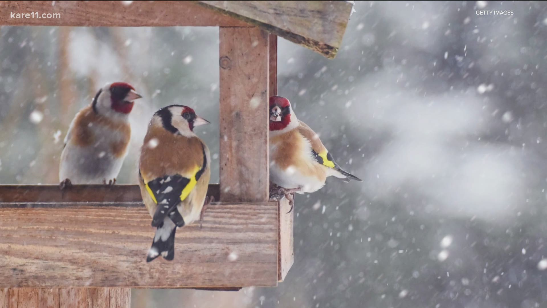 Bird expert Sharon Stiteler says this winter, there's an abundance of different species to enjoy in our area.