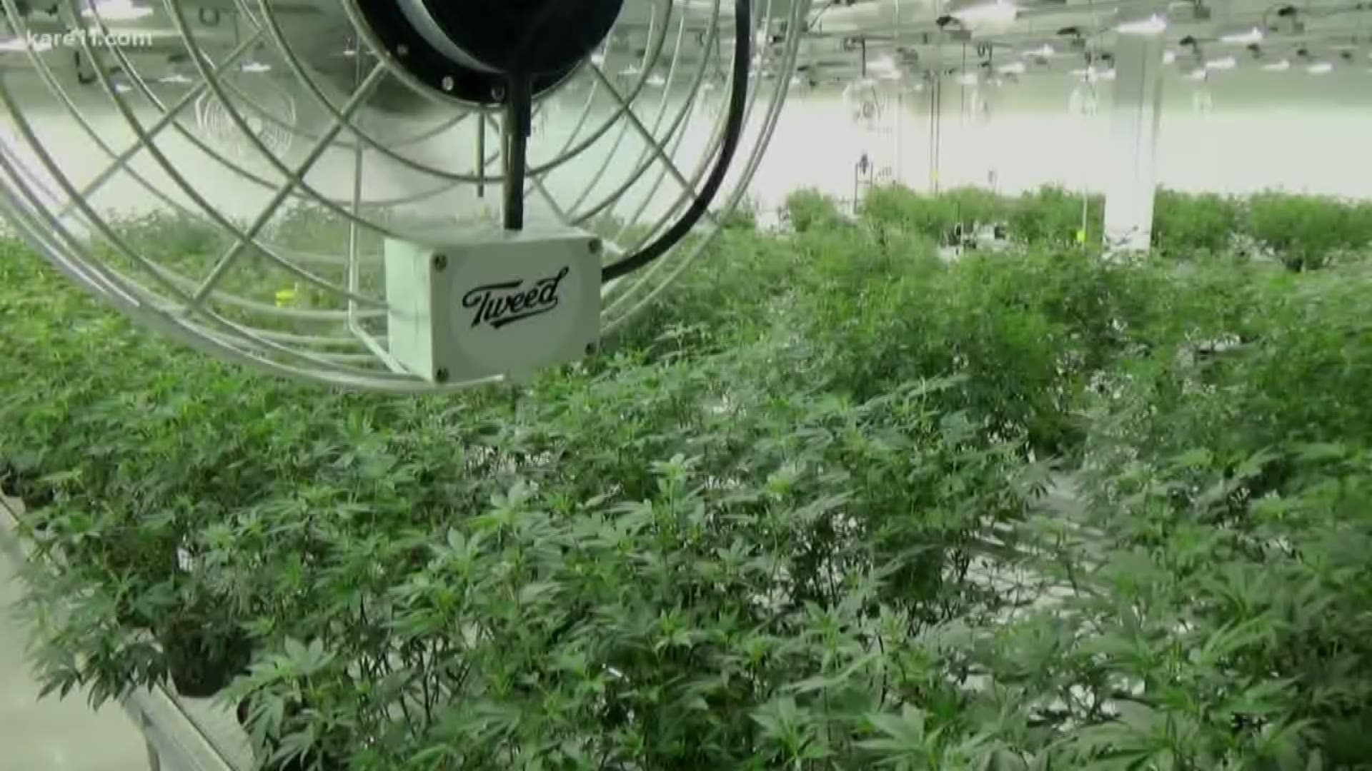 A look inside the largest marijuana company in the world.