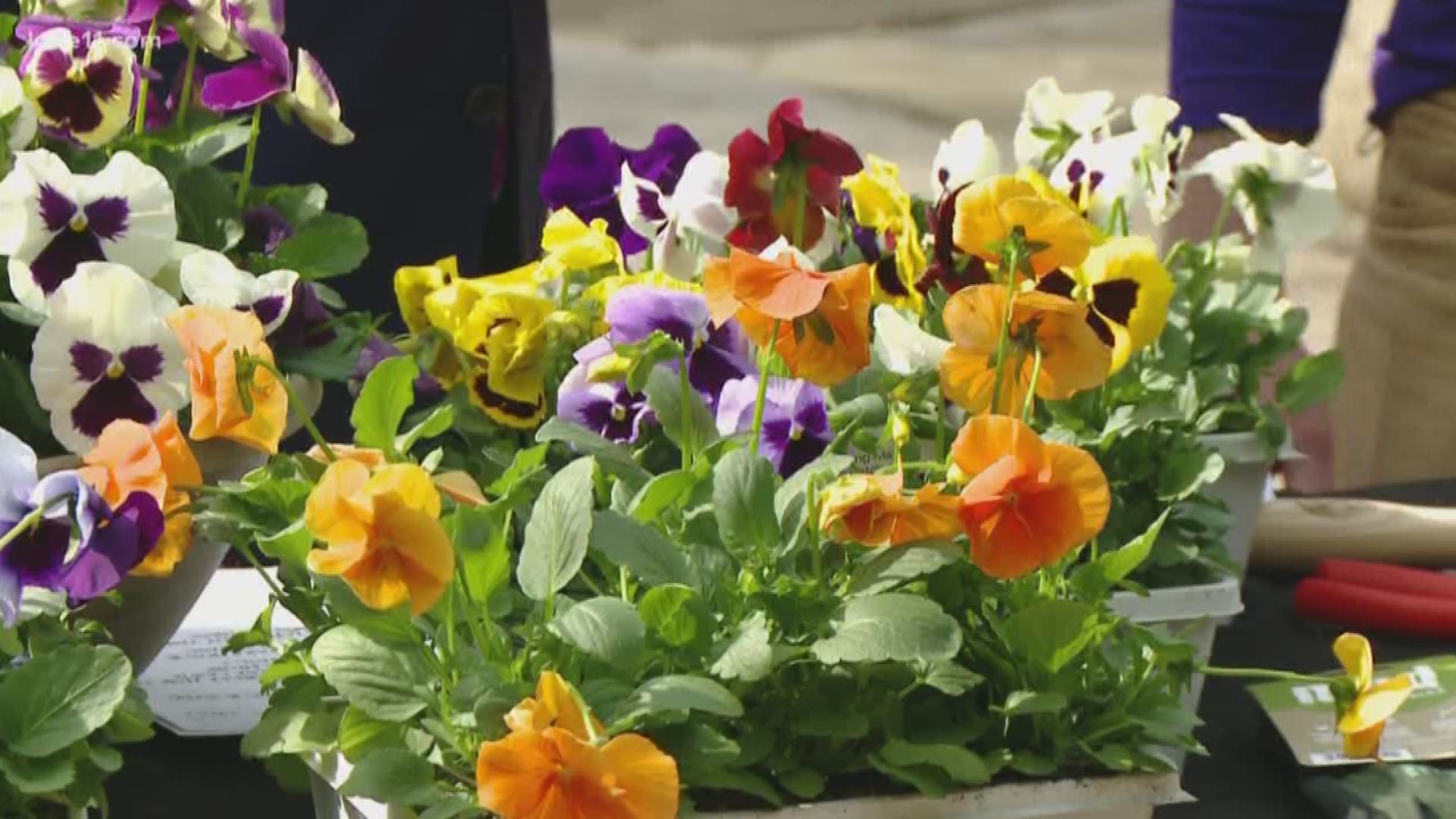 From winter clean up to planting early season flowers in pots, welcome the season. Adam Bachman from Bachman's says spring is the perfect time to clean up what the previous season left behind and welcome new growth. https://kare11.tv/2UHggem