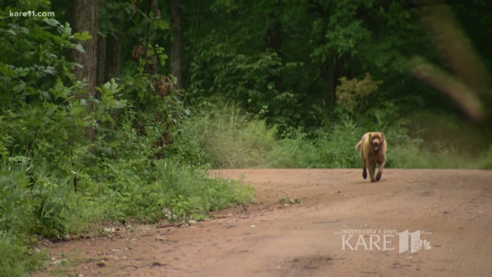 Bruno the wandering dog of Longville was hit by a car Sunday morning along Highway 84. Boyd Huppert went back to his home to share his final story.