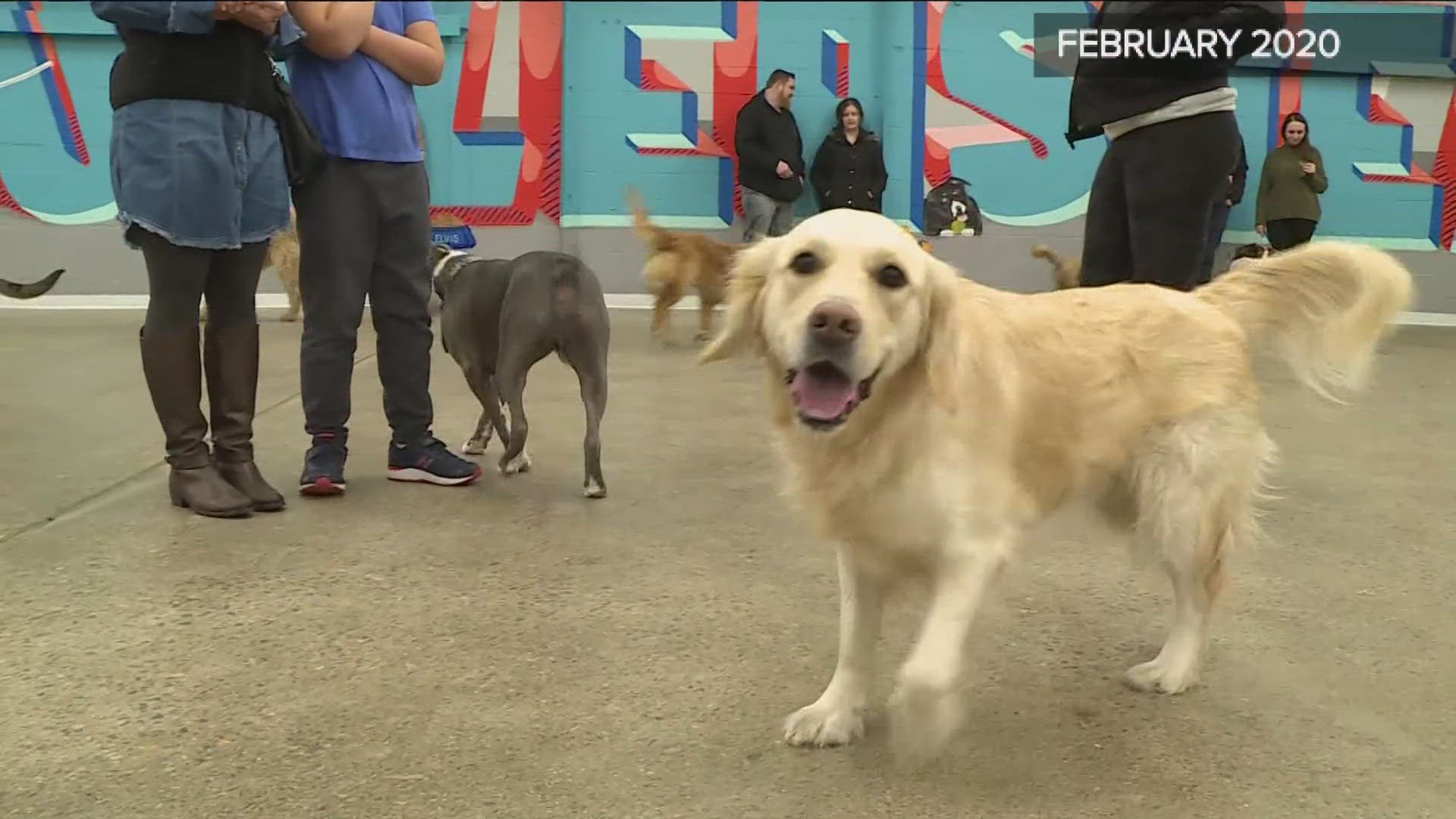 Kathryn Newman from Augusta Dog Training joined KARE 11 Saturday to offer some advice.