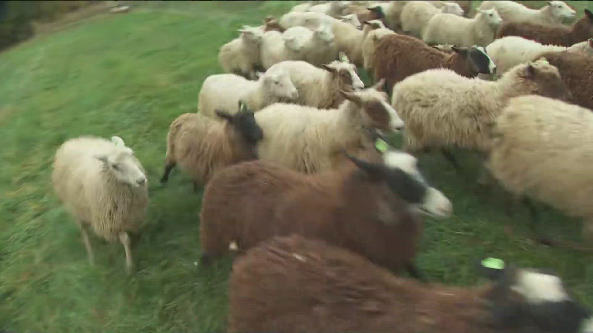 The annual celebration will feature wagon rides to cider making and sheepdog herding.