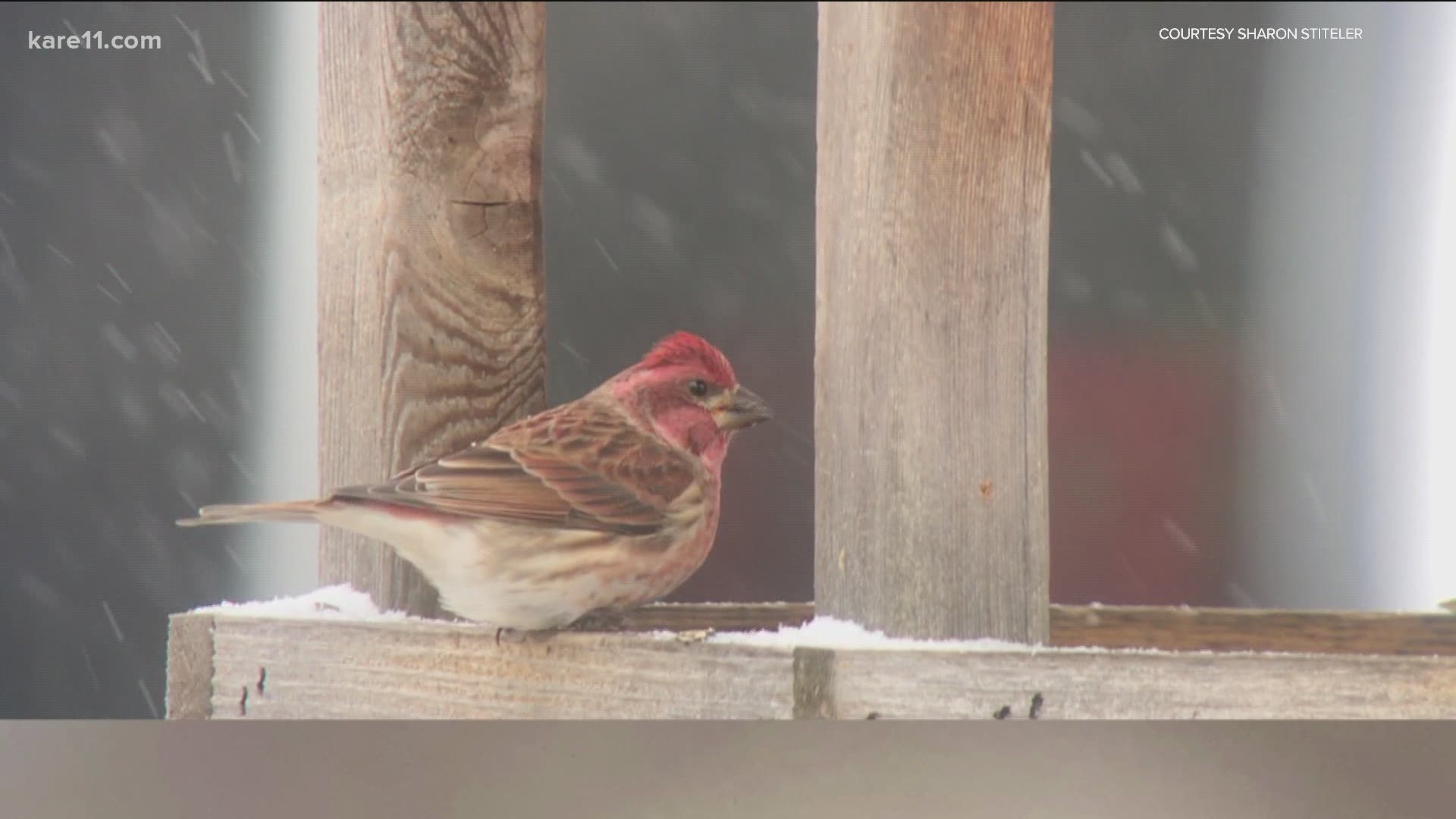Feeding Winter Birds in Minnesota