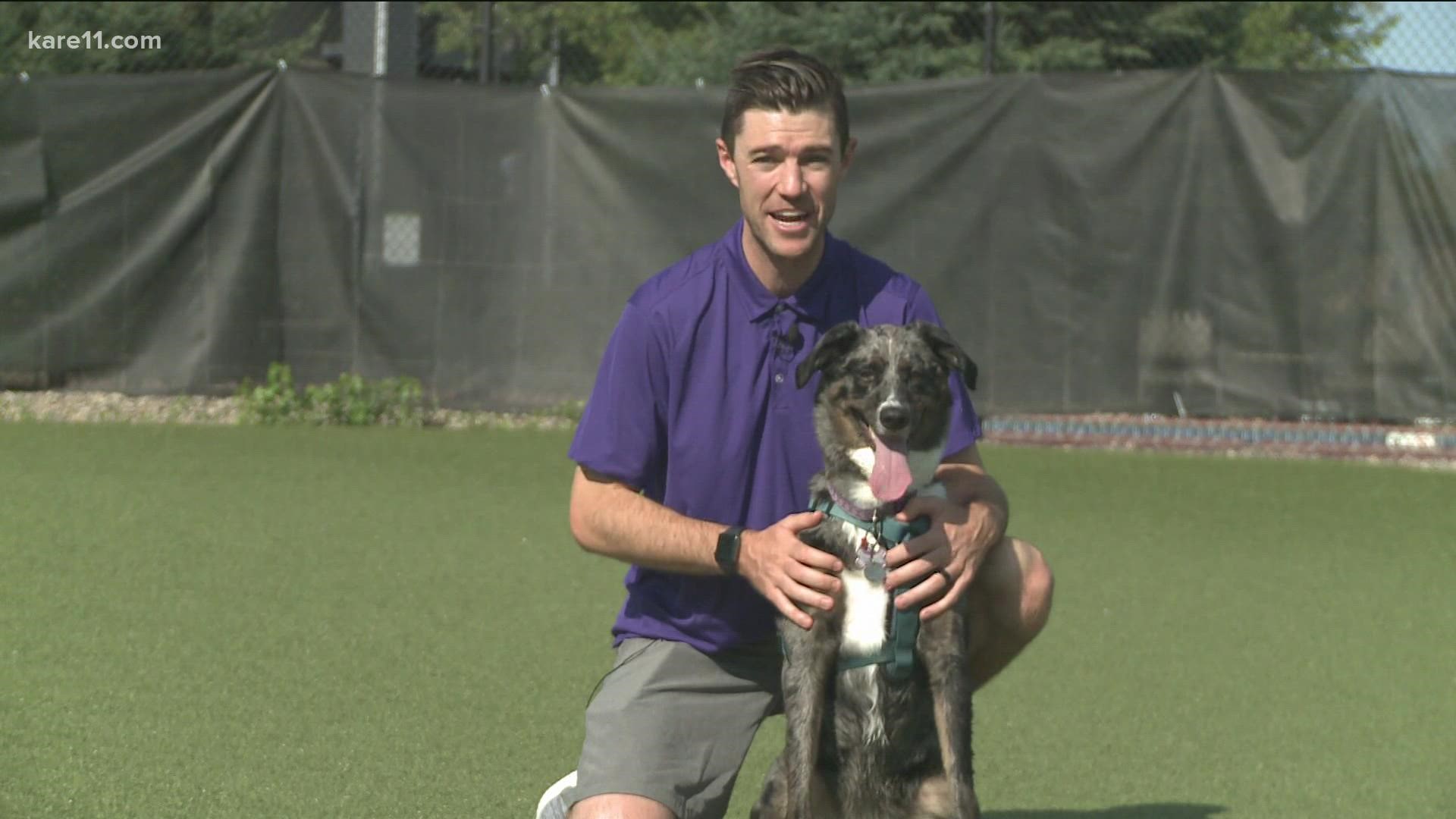 Andy Mac lets his dog Millie select Sundays winner between the Minnesota Vikings and the Cincinnati Bengals.