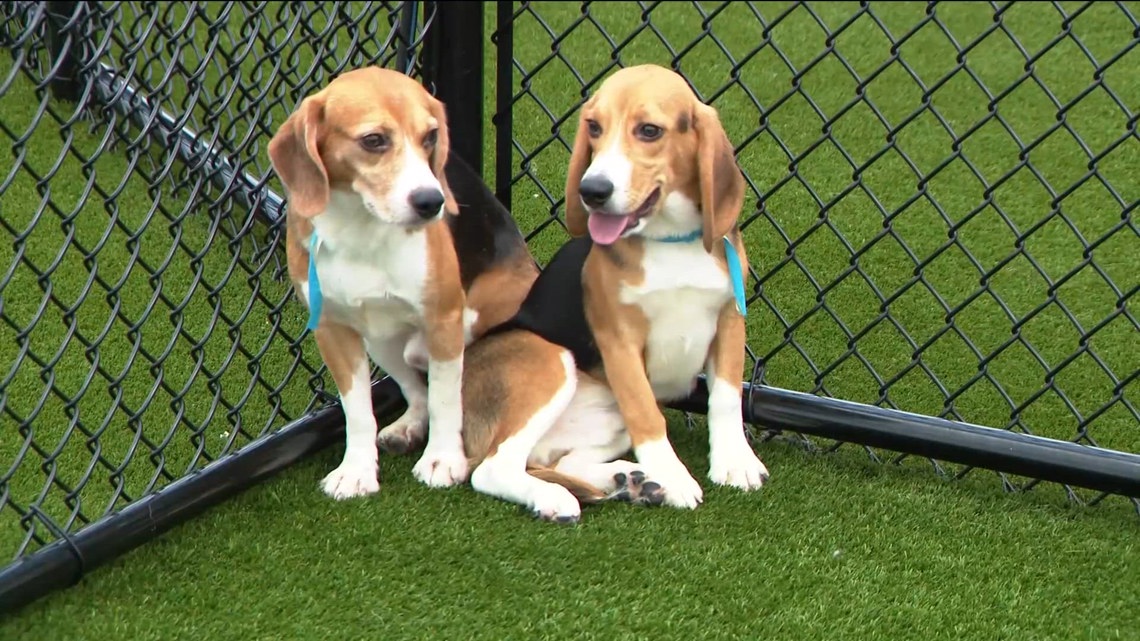 Animal Humane Society takes in dozens of dogs released from Wisconsin's breeding facility