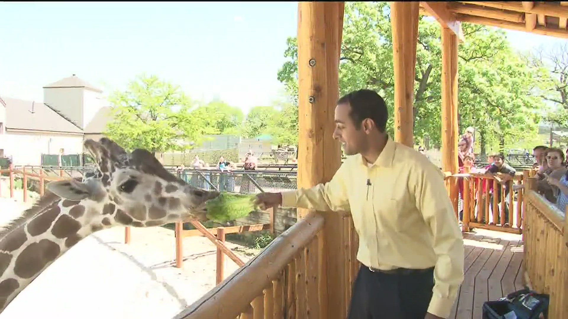 Feeding giraffes at Como Zoo