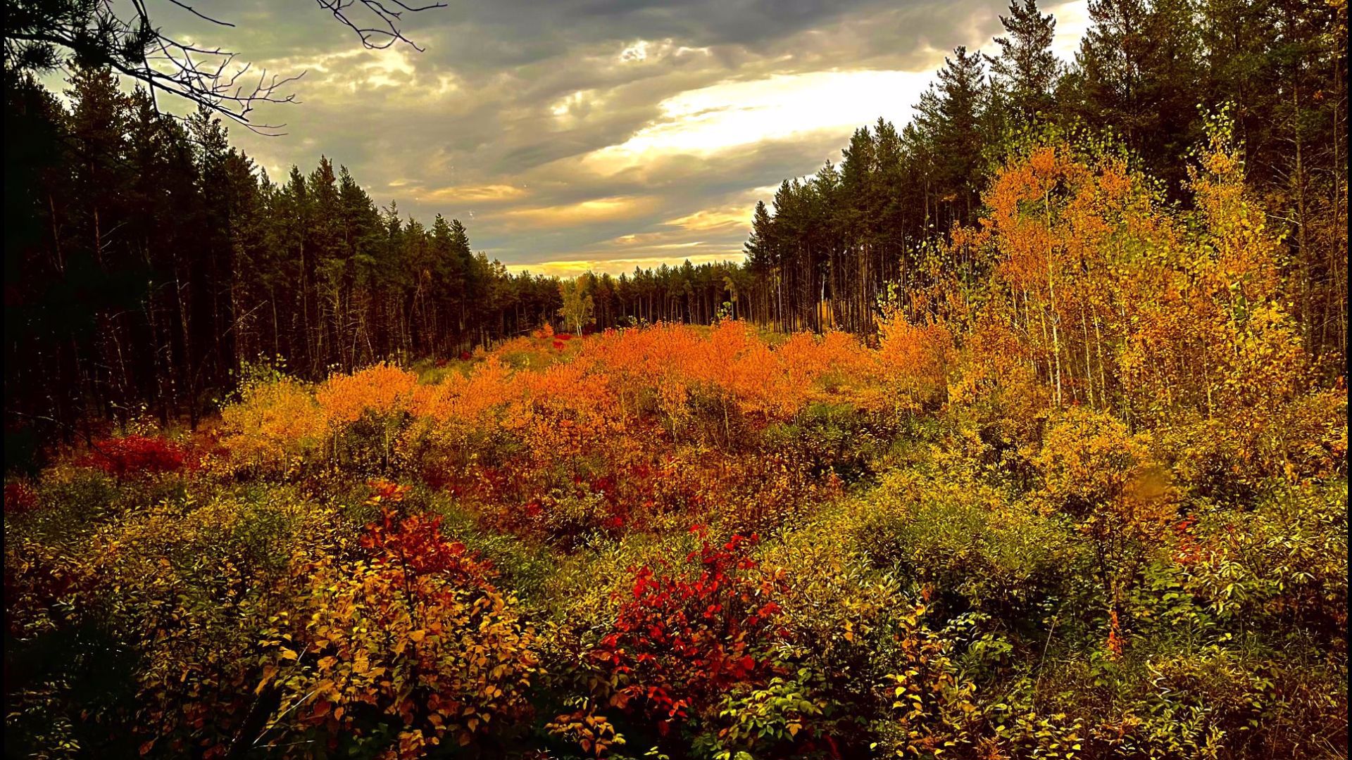 11 Minnesota apple orchards to check out this fall | kare11.com