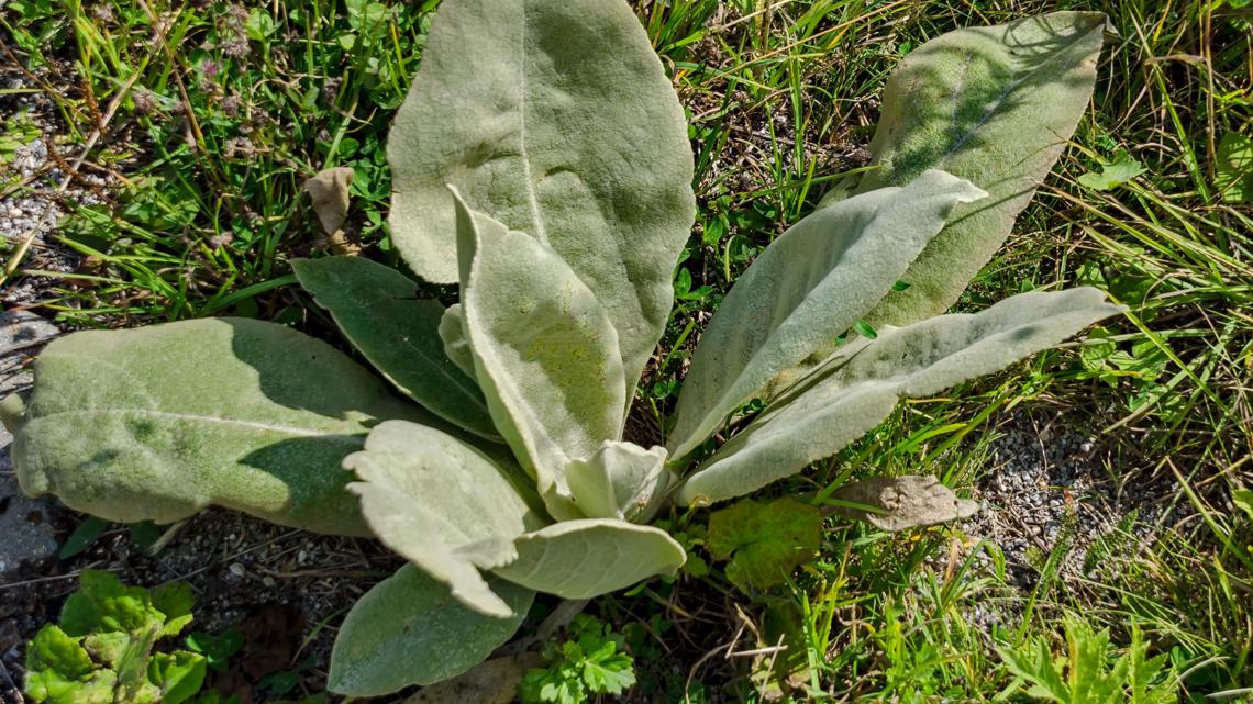 Grow with KARE Nature's toilet paper