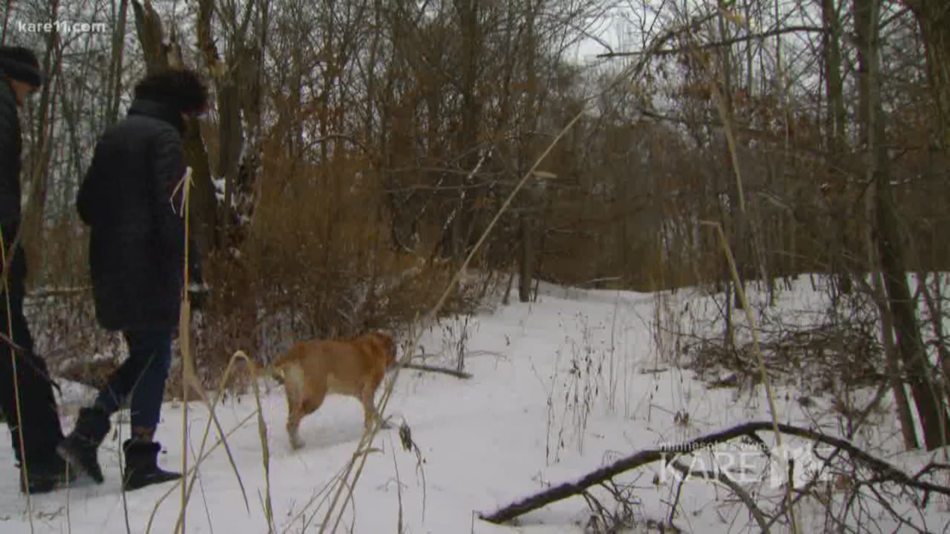 Cassie, an 11-year-old yellow Labrador, is best friends with a stick. She's been carrying one her entire life. http://kare11.tv/2qFLSCN
