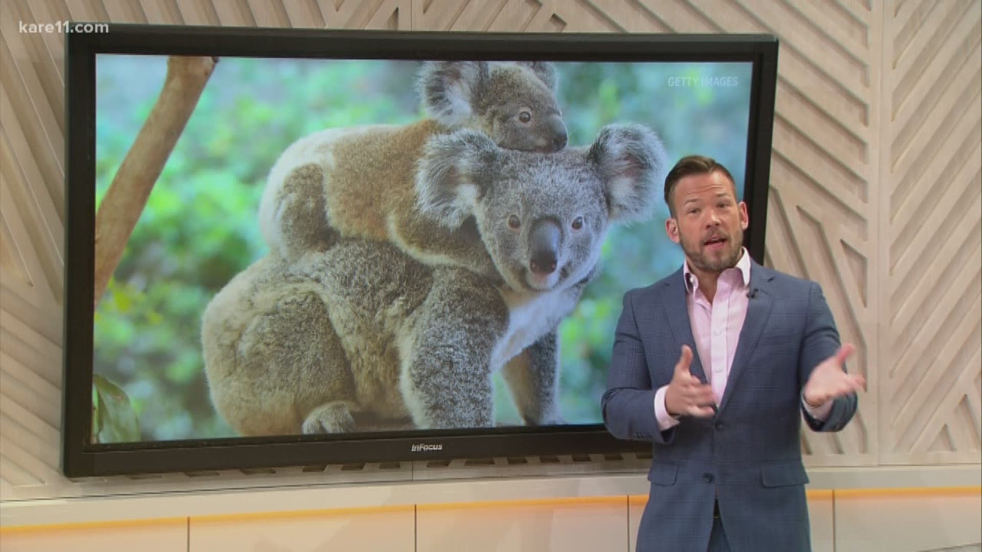 Sven explains what groups are doing to protect koala bears, which are 'functionally extinct.'