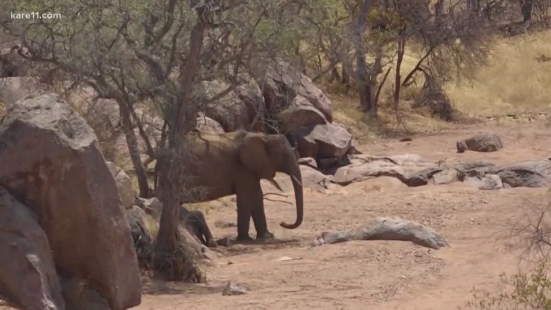 Sven Sundgaard is in Namibia tracking elephants using their...poop?