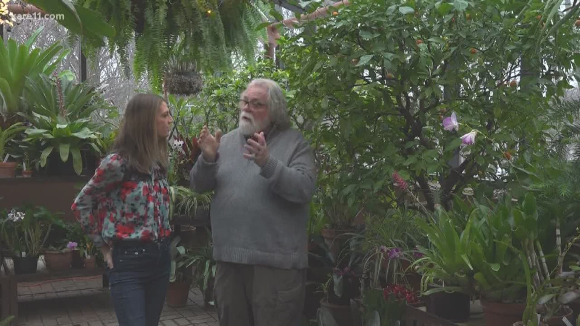 Growing citrus in Minnesota might not be something you think is possible..but it is.
In Grow with KARE Laura and Bobby show us how.
