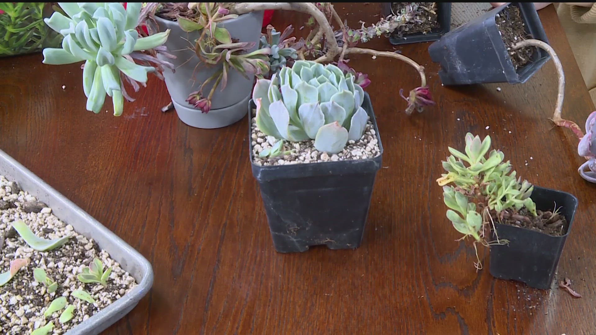 After a long winter inside, maybe some of your succulents look horrible. Don’t give up on them! Rejuvenating your leggy and stretched-out succulents is so easy.