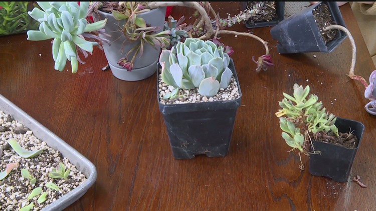 Grow with KARE: Rejuvenating your succulents