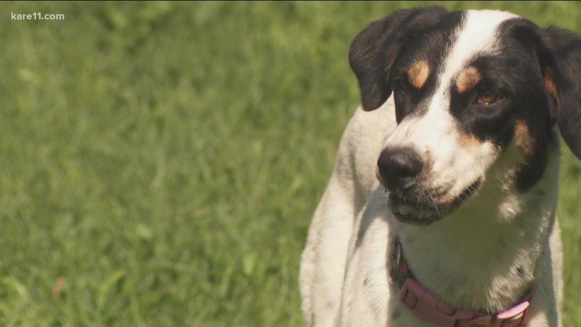 Local rescues taking in several dogs from Afghanistan 