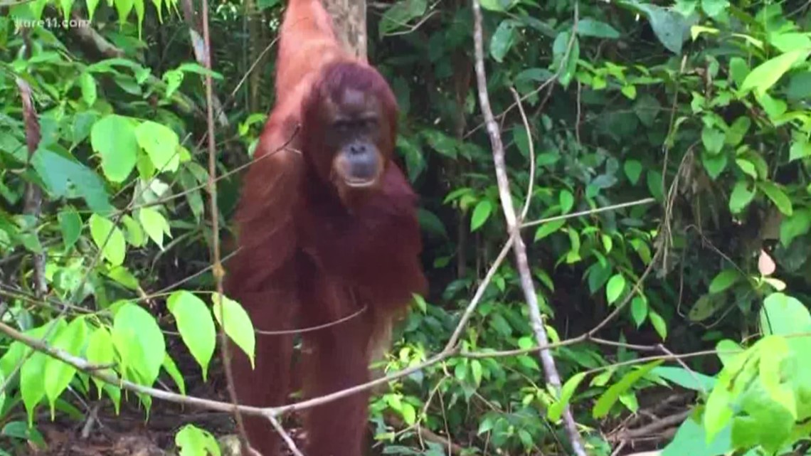 World Orangutan Day: How you can help save orangutans | kare11.com