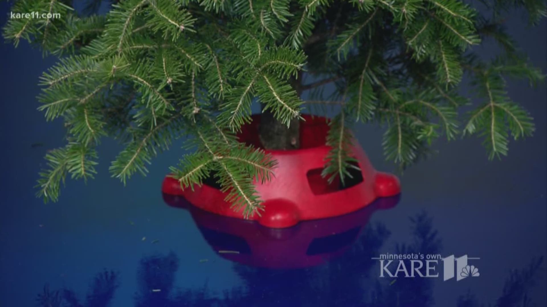Adam Bachman from Bachman's has some tips for finding the perfect Christmas tree