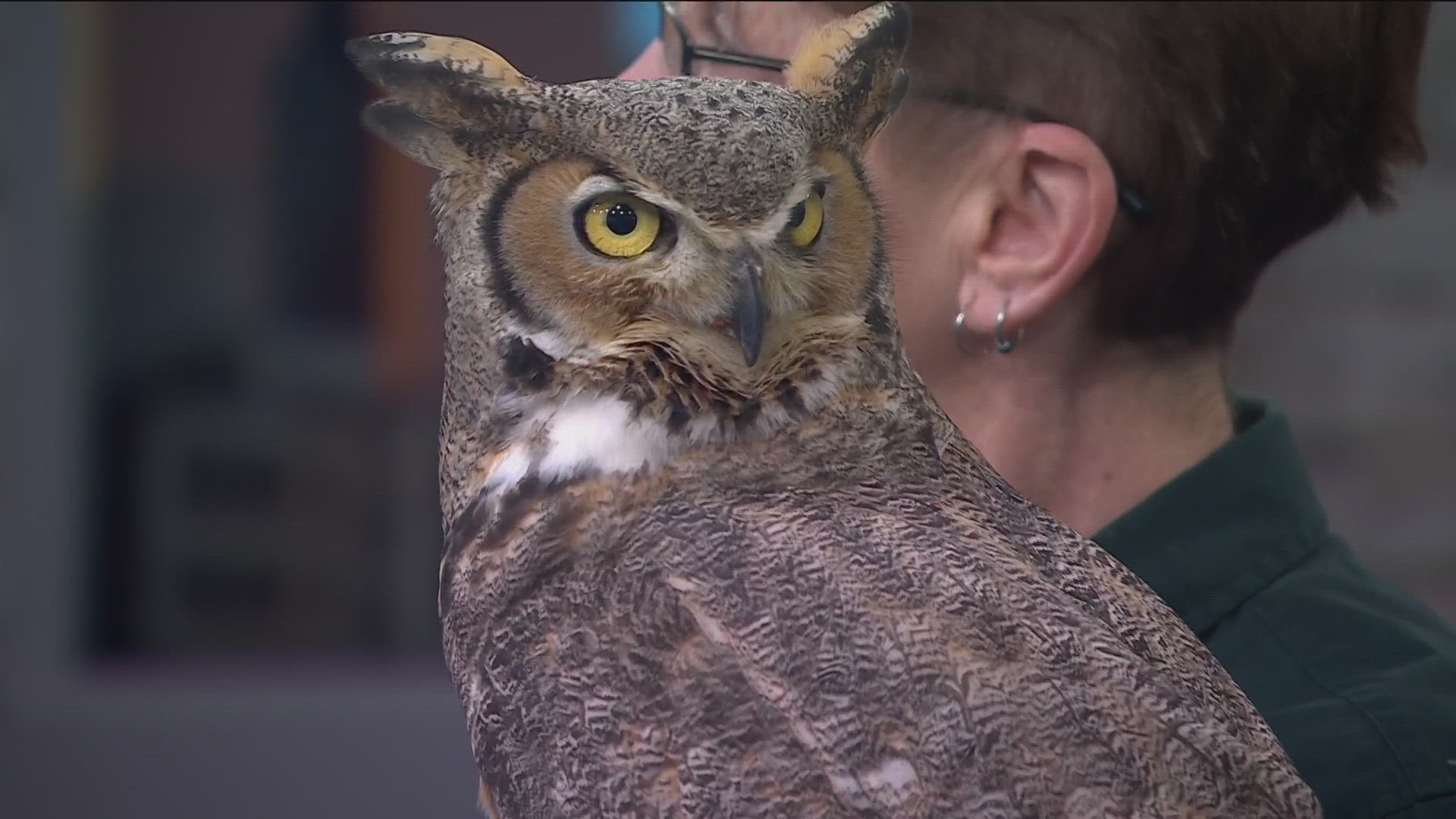 The Minnesota Raptor Center stopped by KARE 11 Saturday to share some fun facts and info on what you should do if you spot a nesting or baby owl in the wild.