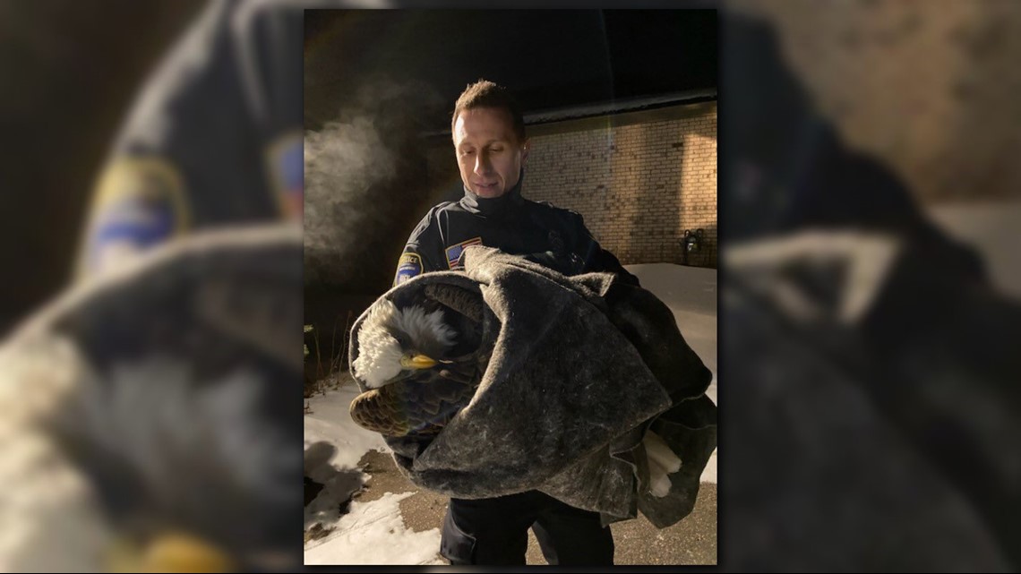 Eden Prairie Police rescue injured raptor | kare11.com