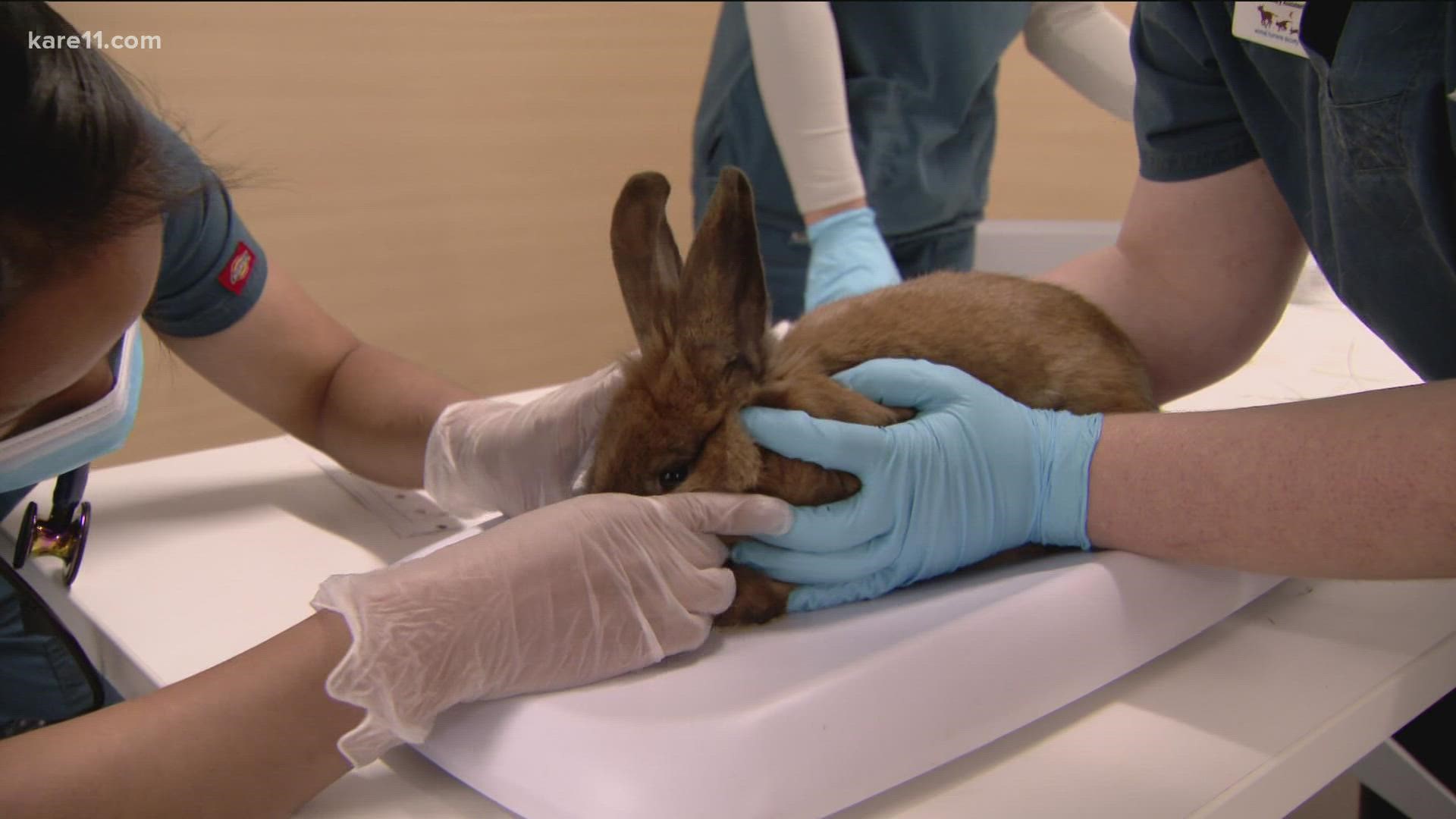 Two Ramsey County rabbits have tested positive for RHDV2, a contagious virus that can cause bleeding from the nose.