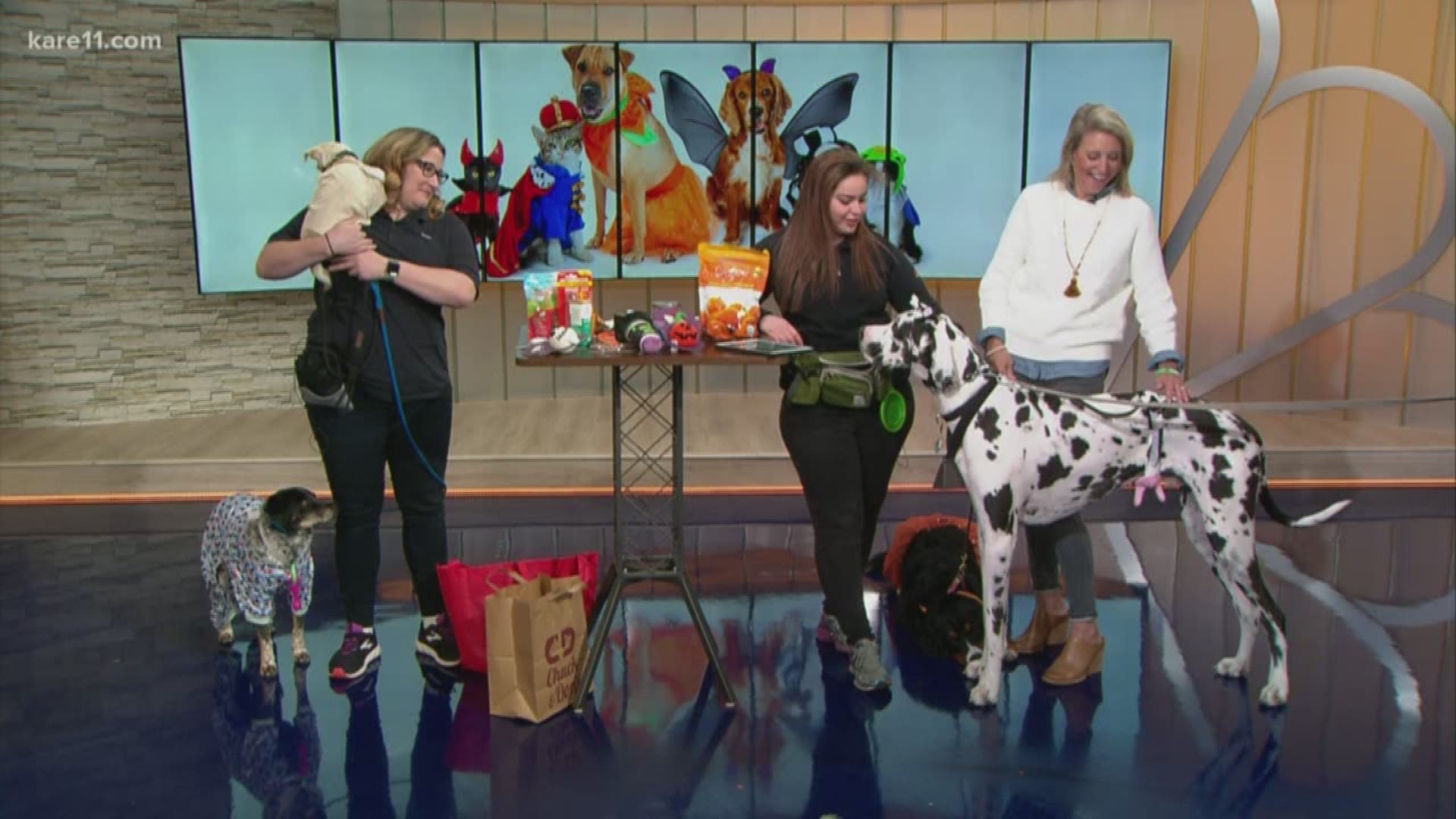 Chuck and Don's discusses ways to keep nervous dogs calm around trick-or-treaters.