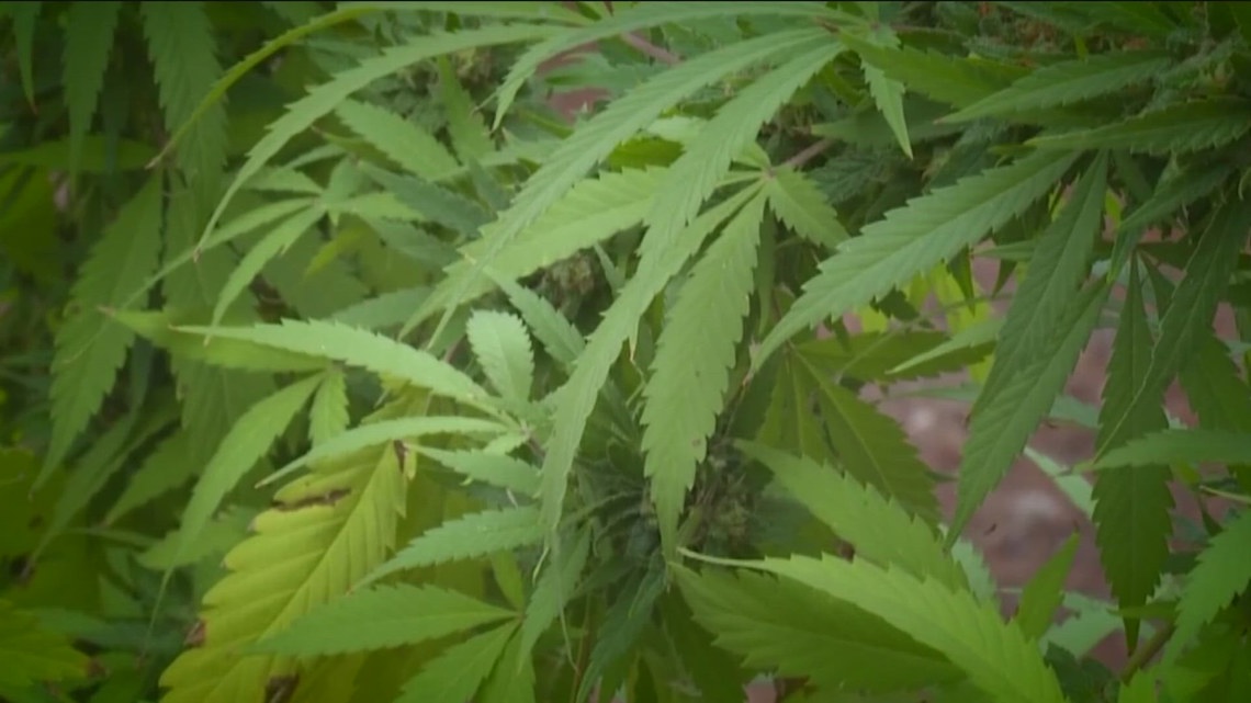 Minnesota opens new window for low-potency hemp licenses, despite looming federal regulations