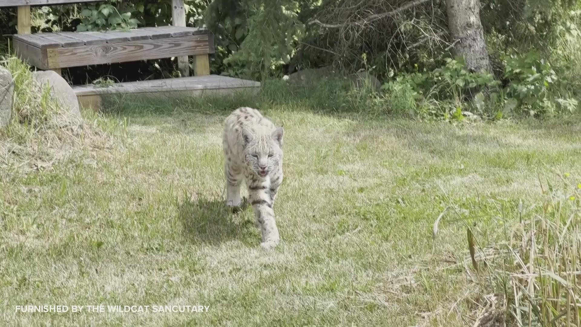 The elderly bobcat is actually 19 years old, and arthritis was making it hard for him to get around. A stem cell procedure may change that.