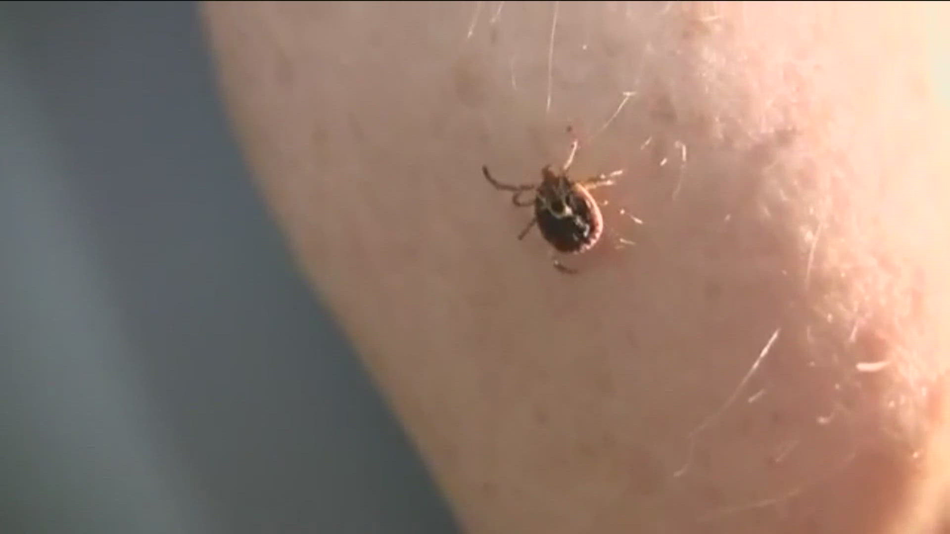 With our warmer climate, doctors are starting to see more reported cases of Lyme Disease than ever before.