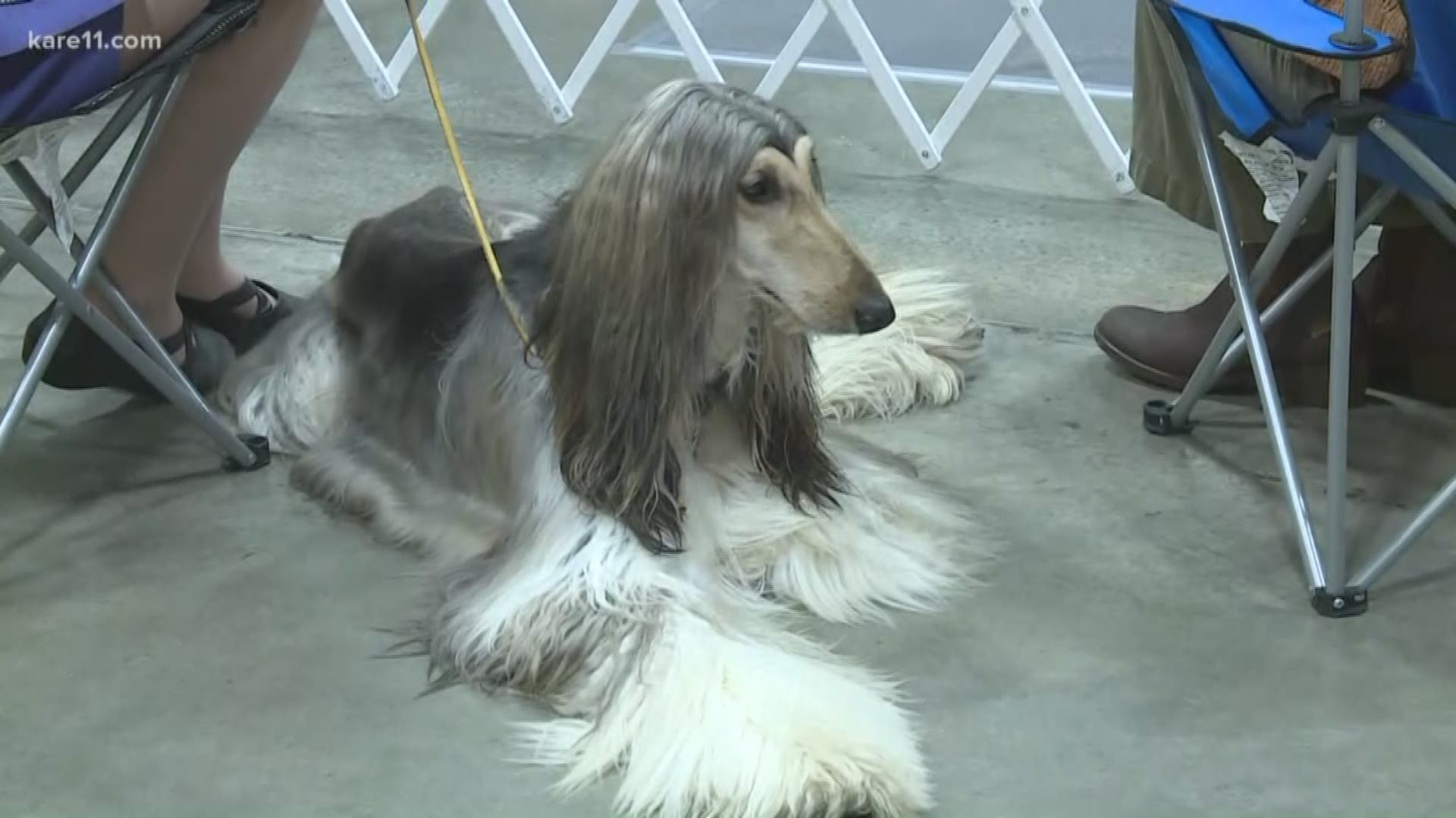 Lee Valsvik catches up with competitors in the Land O'Lakes Kennel Club dog show.