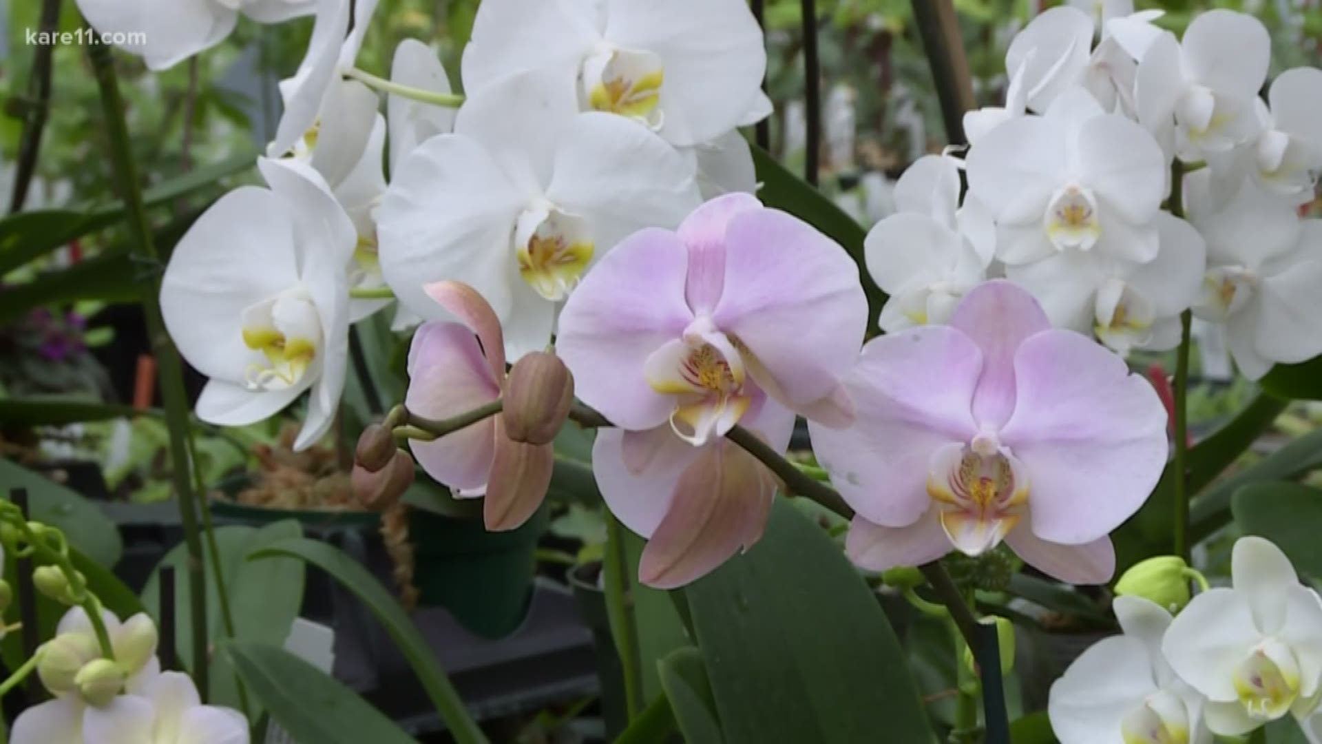 Jason Fischer of Orchids Limited in Plymouth is recognized worldwide all because of one specific species. Plus he knows a thing or two about taking care of orchids.