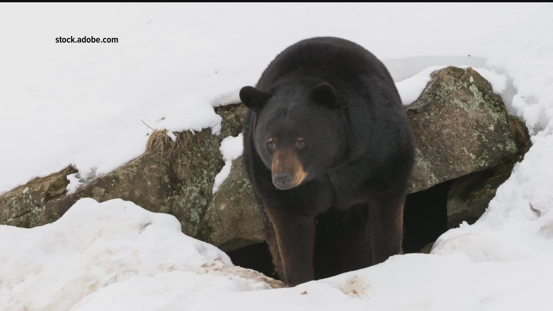While black bears are probably the most famous hibernators, lots of other species are in the thick of a long winter nap.