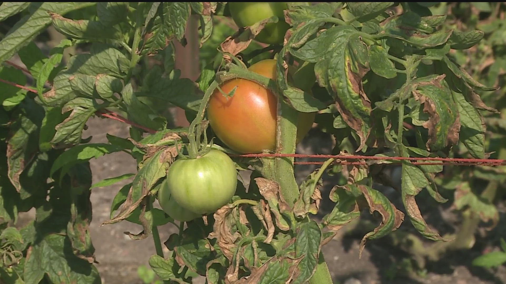 There are ways to get green tomatoes on your plants to ripen faster with the end of the growing season approaching.