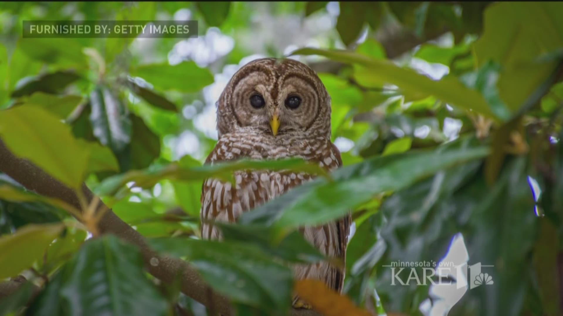 Lake Bemidji State Park staff temporarily closed one of their park trails after an owl attacked a 3-year-old girl over the weekend. The girl's mother said the child had scratches on her head and several puncture wounds after being attacked. http://kare11.