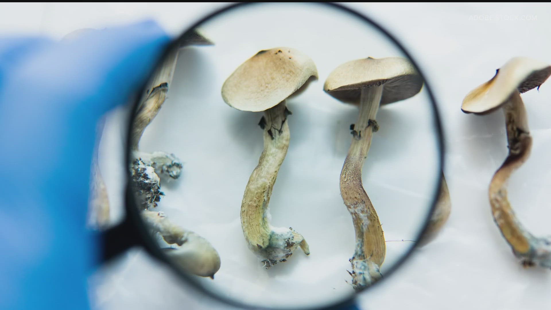 Investigating mushrooms