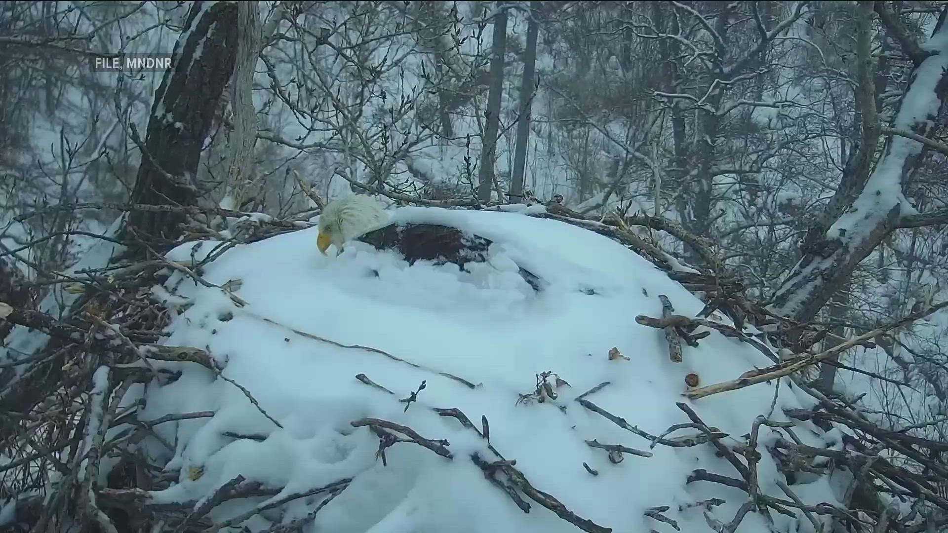 The wildlife camera - which the DNR says is followed by viewers in all 50 states and more than 150 countries - is going live Thursday. 