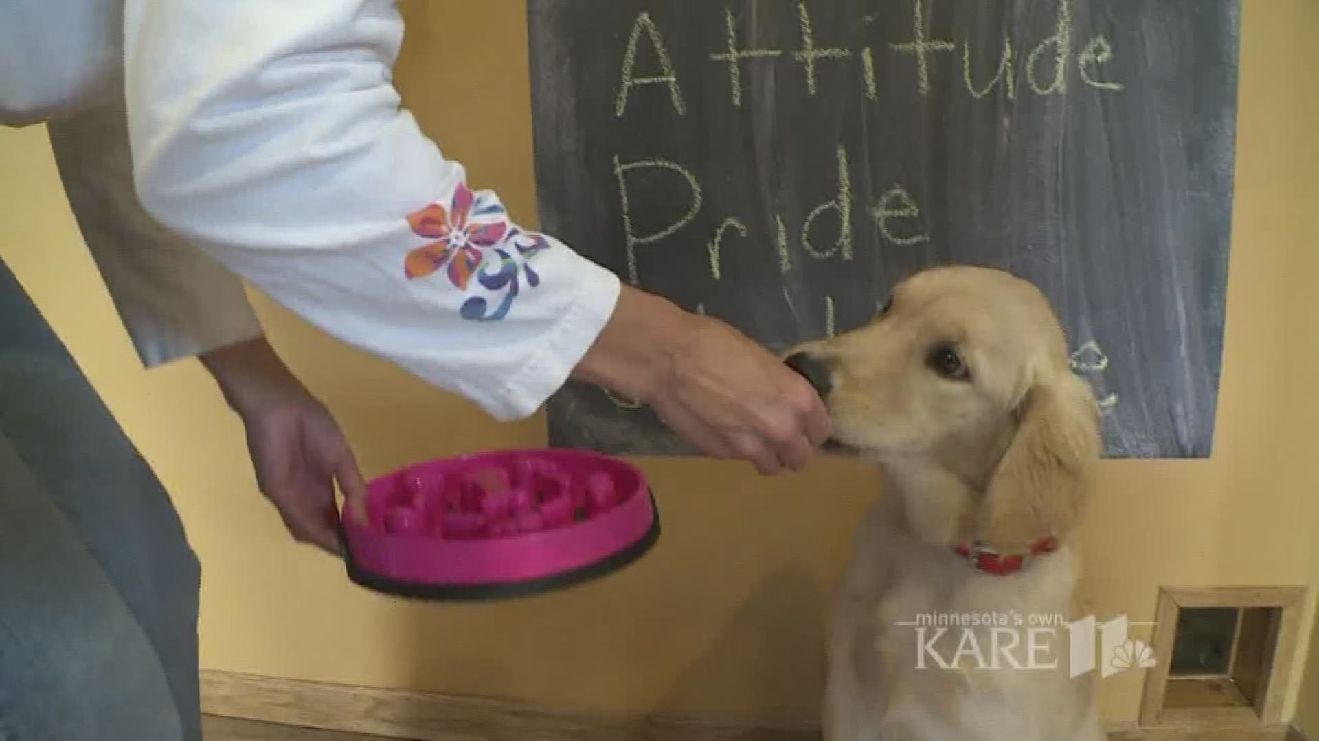 Dog Trainer Kathryn Newman explains food training tips with Poppy the Puppy.