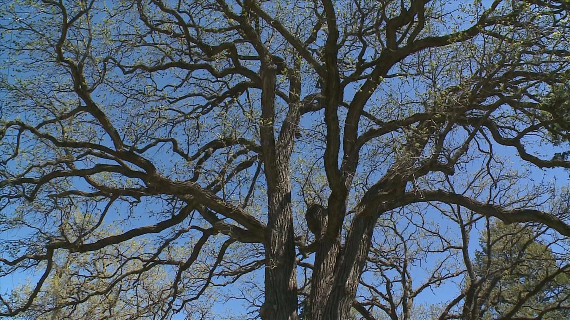 How to keep your oak trees healthy