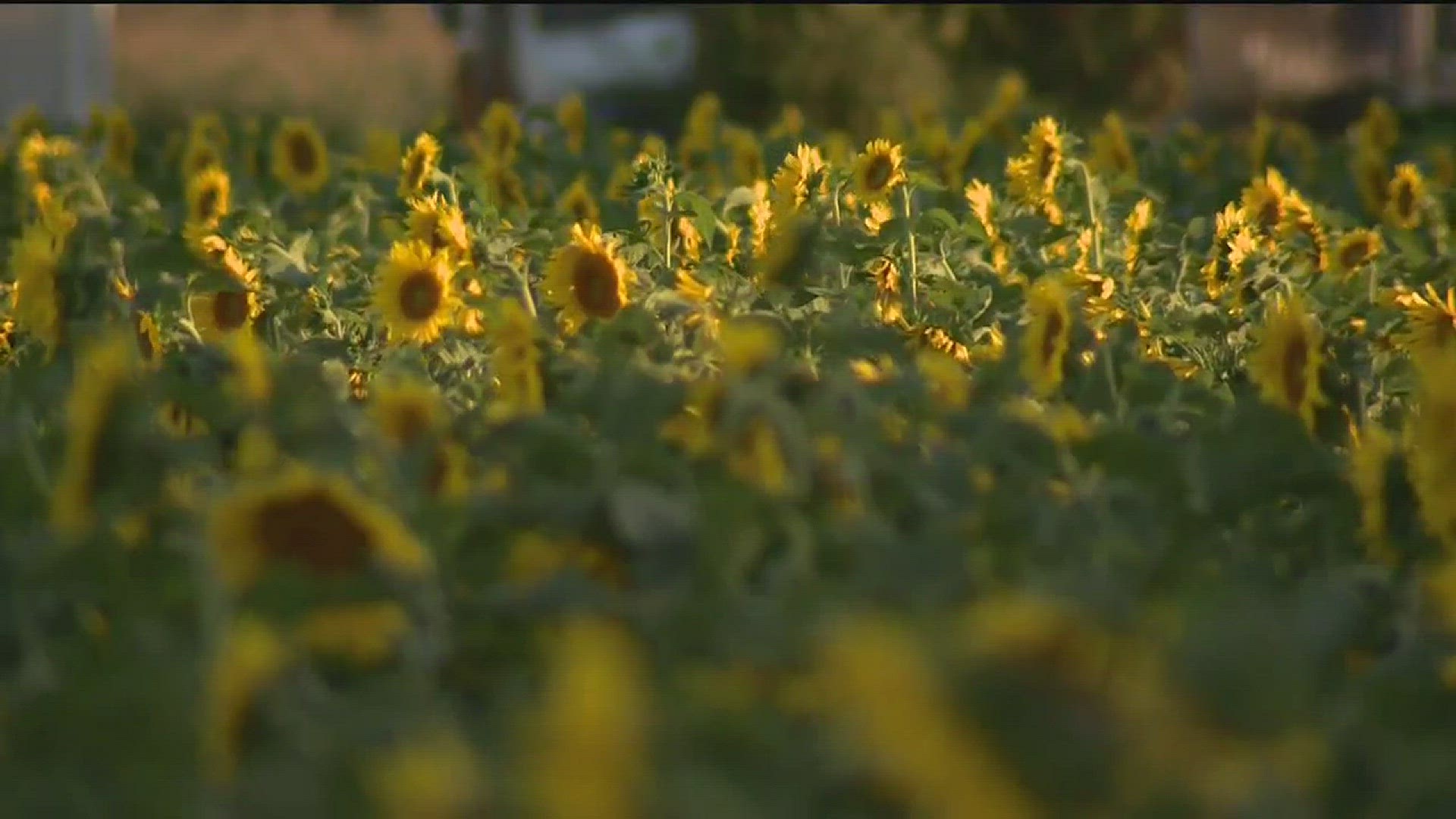 Seeds of Hope Maze: A Labor of Love