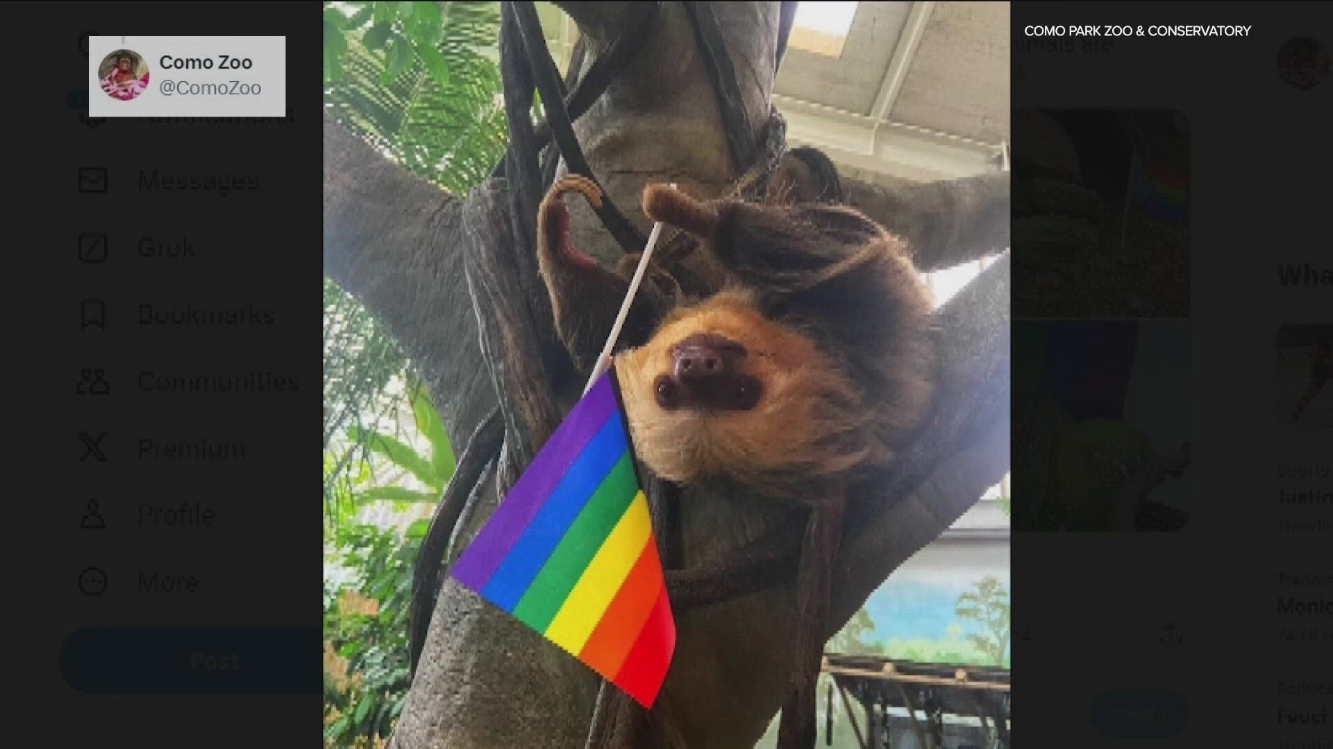 Several of the animals at the Como Zoo are celebrating Pride by posing with rainbow flags.