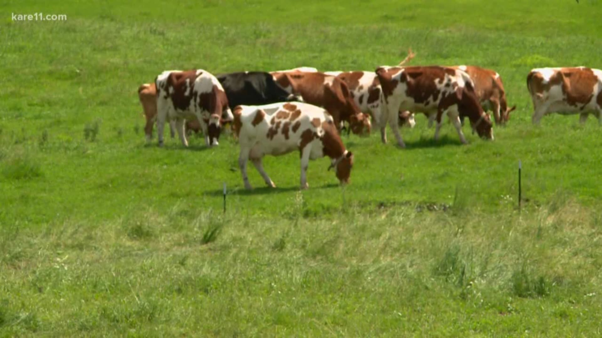 The owners, Neil and Janice Jensen, tell KARE 11 that out of 300 cows, one calf died.