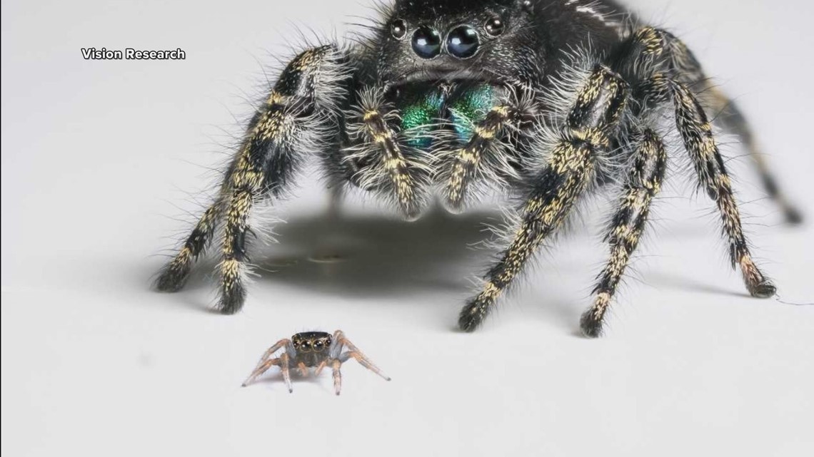 jumping spiders